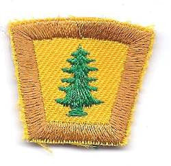 10 Pine Tree - BenchmarkSpecialAwardsCo